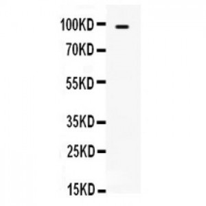 TLR5  Antibody