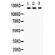 TLR7  Antibody