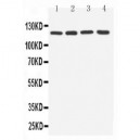 TLR7 Antibody