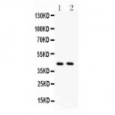 TMEM173  Antibody