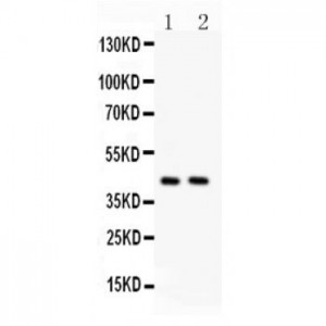 TMEM173  Antibody