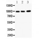 TNFAIP1 Antibody