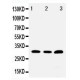 Tollip Antibody