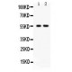 TRAF2  Antibody