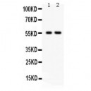 TRAF2  Antibody