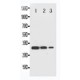 TRAF2 Antibody