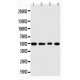 TRAF4 Antibody