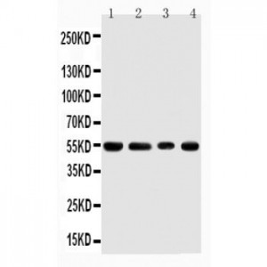 TRAF4 Antibody