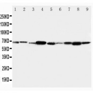 TRAF6 Antibody