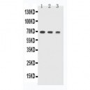 TREM1 Antibody