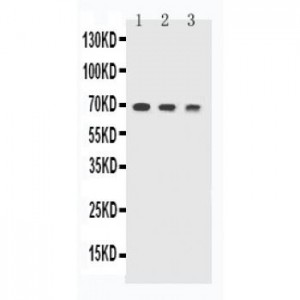 TREM1 Antibody