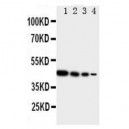 TRIF Antibody