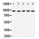 TrkC Antibody