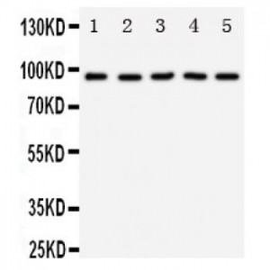 TrkC Antibody