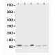 Ubiquitin Antibody