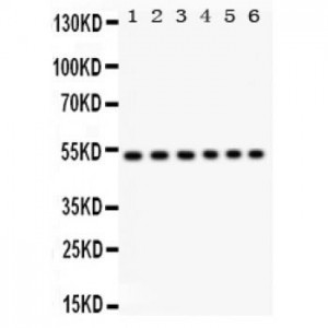 ULK3  Antibody