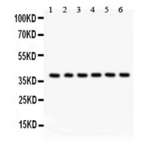 Unrip  Antibody