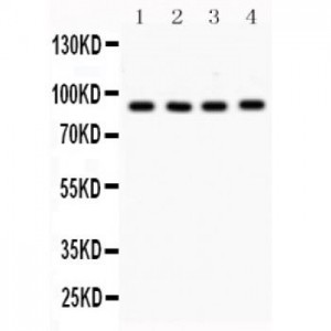 VCP  Antibody