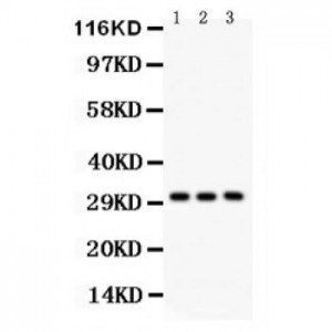 VDAC/Porin  Antibody