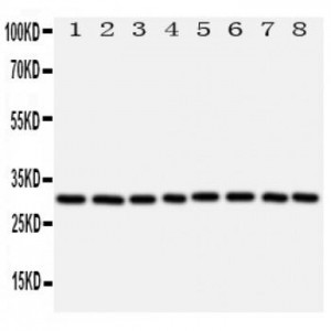 VDAC/Porin Antibody