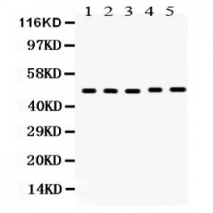 VDR  Antibody