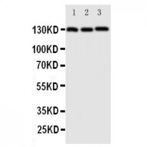 VE Cadherin Antibody