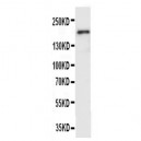 VEGF Receptor 2 Antibody