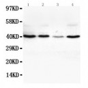 VEGFD Antibody