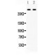 Versican  Antibody