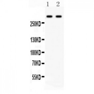 Versican  Antibody