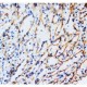 Vimentin Antibody (monoclonal)