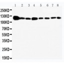 Vinculin Antibody