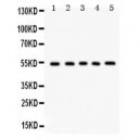 Vitronectin  Antibody