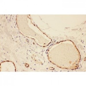 VWF  Antibody