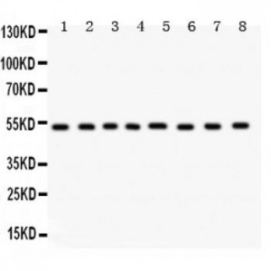 WASP  Antibody