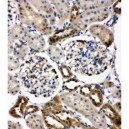 WISP1 Antibody