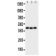 Wnt5a  Antibody