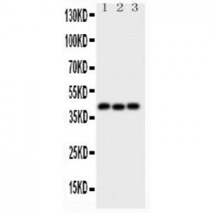 Wnt5a  Antibody