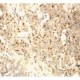 XAF1 Antibody