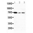 XRCC1 Antibody