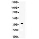 XRCC3 Antibody