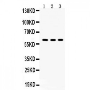 Yes1  Antibody