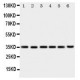 YIPF3 Antibody