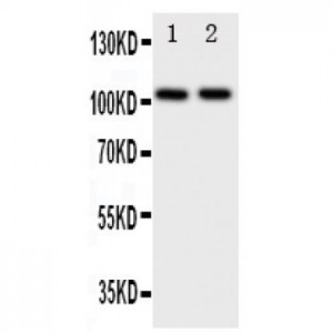 Zonula occludens protein 3 Antibody