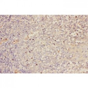 FOXP3 Antibody