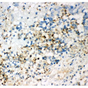 Anti CD63 Antibody (polyclonal)