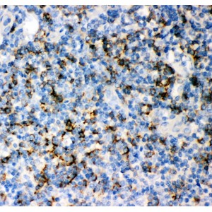 Anti CD8 alpha Antibody (polyclonal)