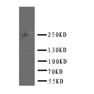 ABCA4 Antibody