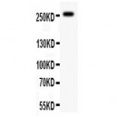 ABCA4 Antibody