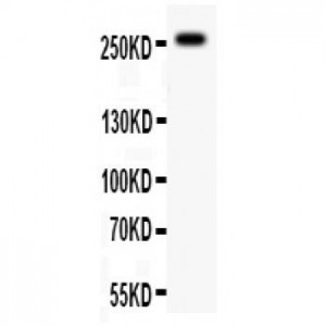 ABCA4 Antibody